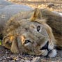 The Asiatic Lion and the Maldharis of Gir forest: An assessment of Indian Eco-Development
